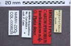Etikette zu Cardiophorus kurdistanicus (Platia, 2010) (NHMW-ZOO-COL-0008525)